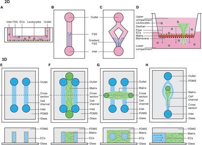 The Importance of Mechanical Forces for in vitro Endothelial Cell Biology